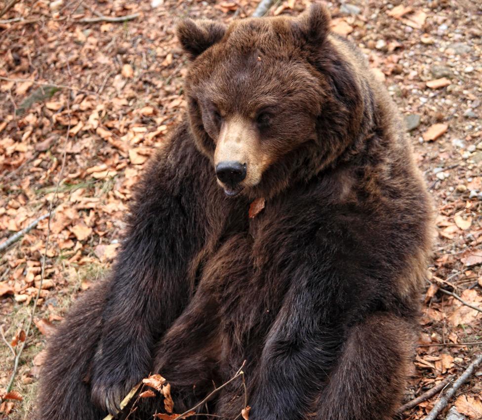 A brown bear in the Italian Alps - file pic