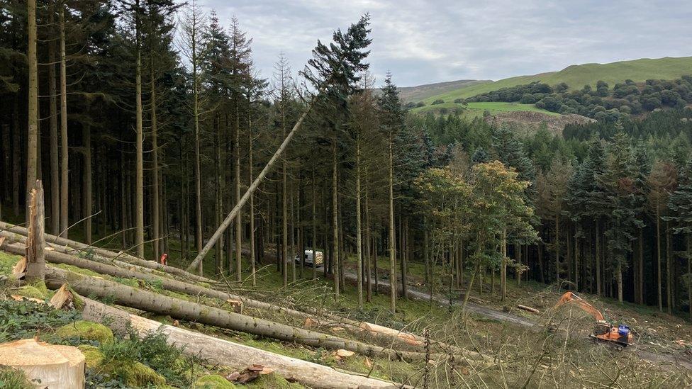 Tree felling on the Hafod Estate