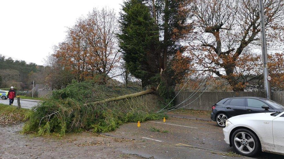 Fallen tree across road