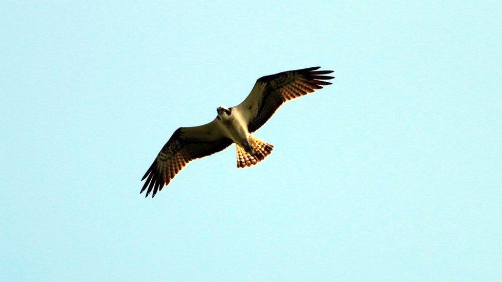 osprey.