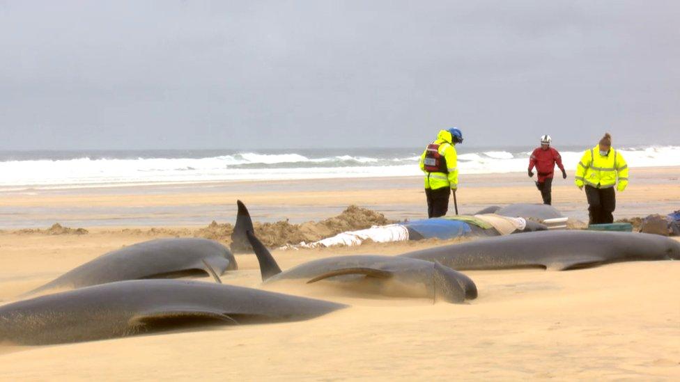 whales on the beach