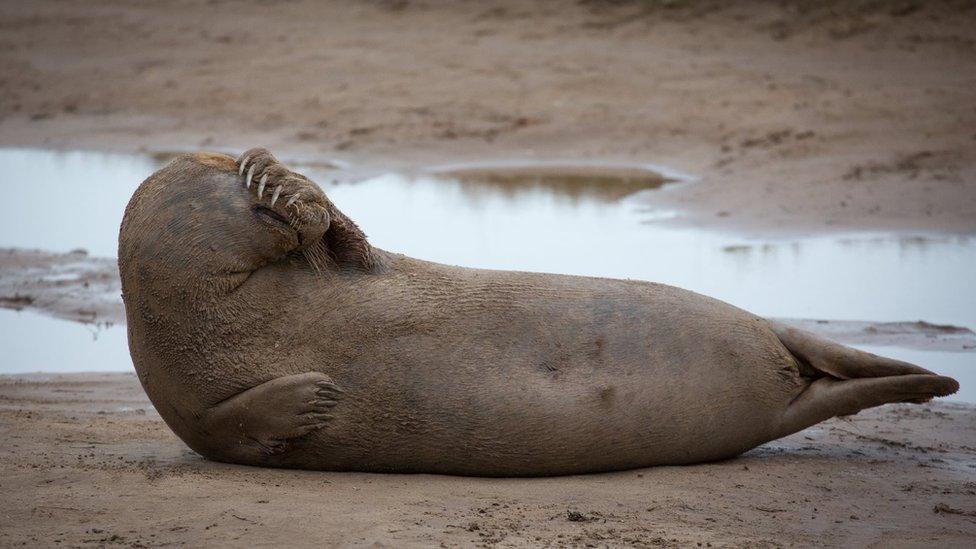 A grey seal