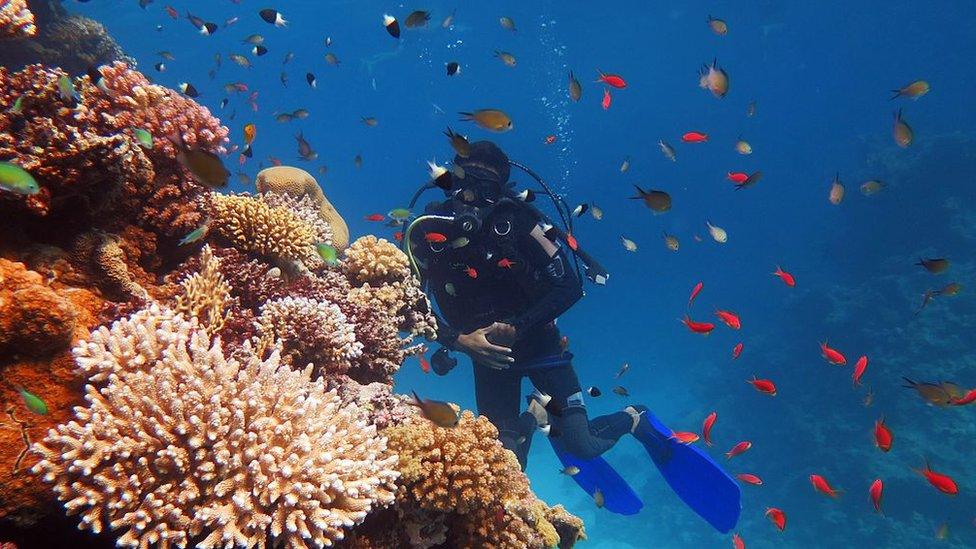 Scuba diving in Sharm el-Sheikh