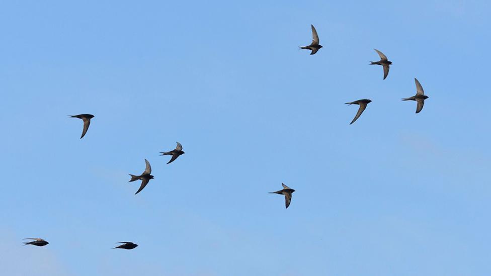 Swifts in flight