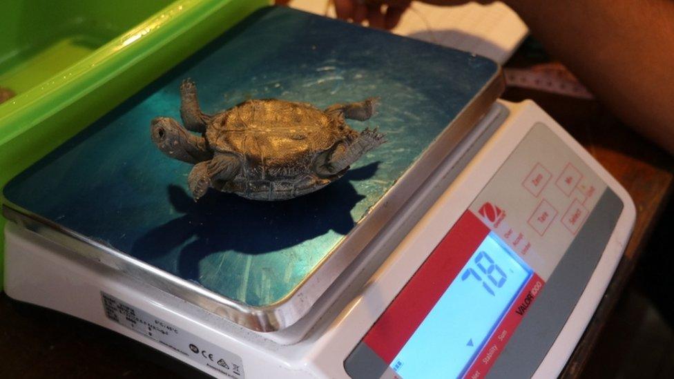 Technicians measuring and weighing the baby turtles that hatched this year in Galapagos