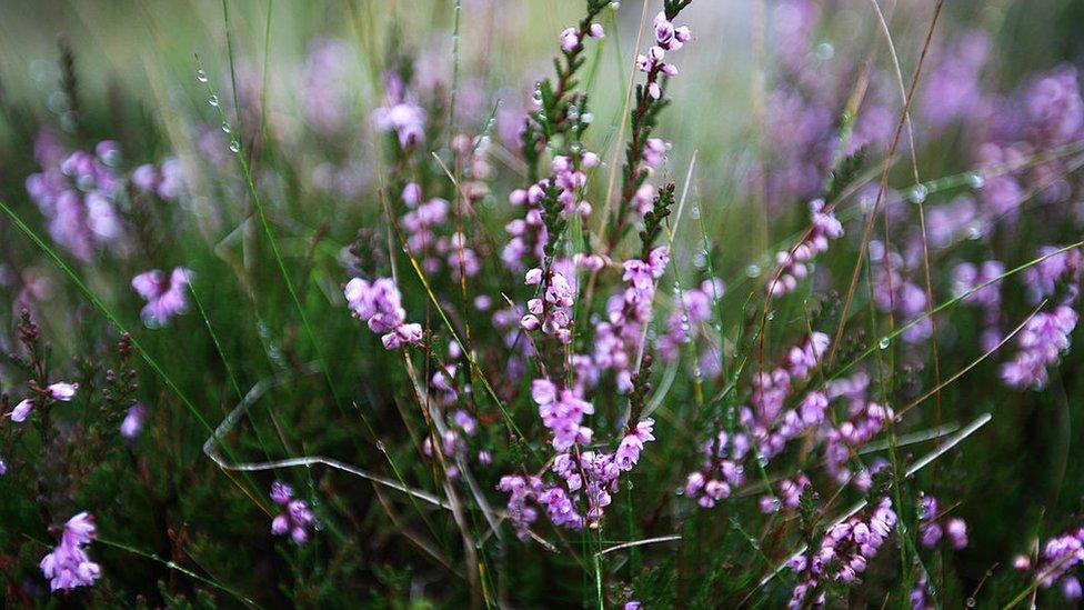 Scottish heather grows on the Queen's Balmoral Estate