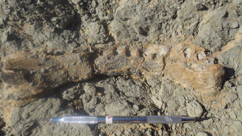 The lower jaw bone of the new dinosaur