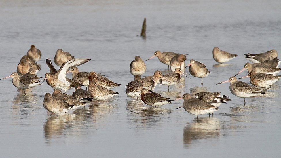 black-tailed-godwits