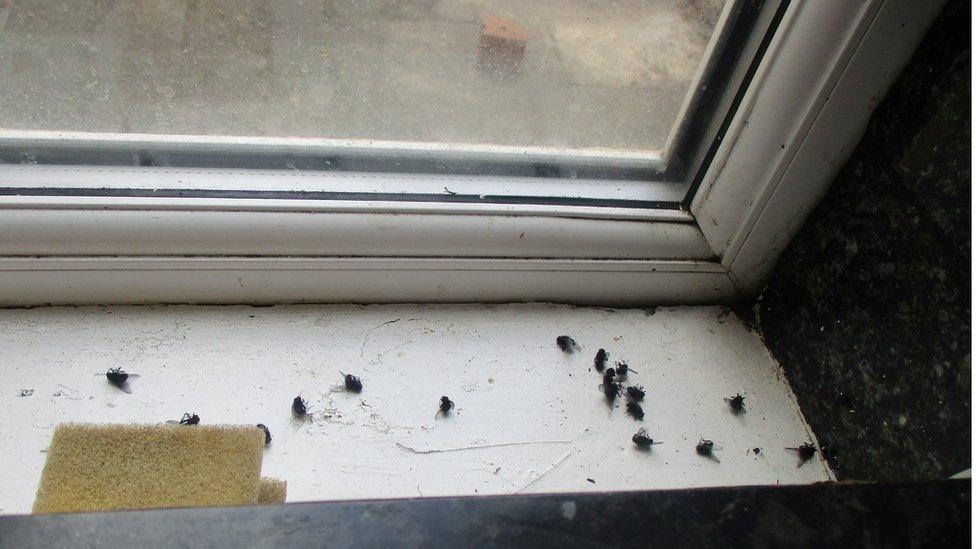 A window sill with a number of dead flies