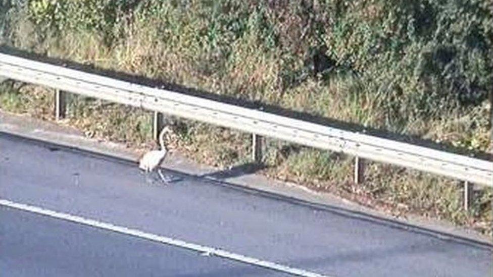 Swan on M1