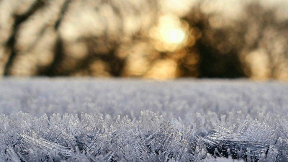 Blades of grass completely covered in white frost with a yellow sky and silhouetted trees in the background