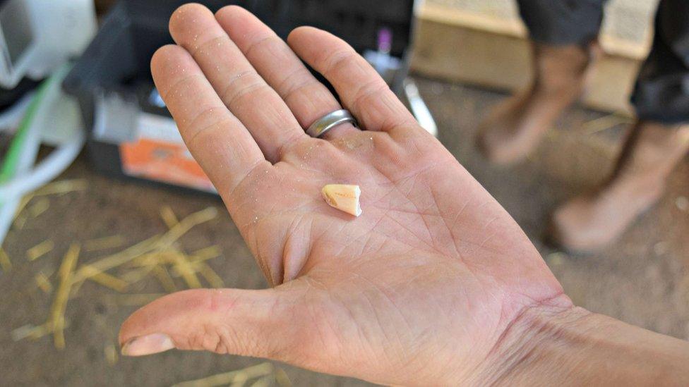 Tiger's tooth at Noah’s Ark Zoo Farm in Somerset