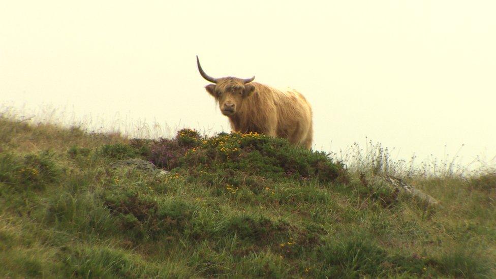 Highland cattle