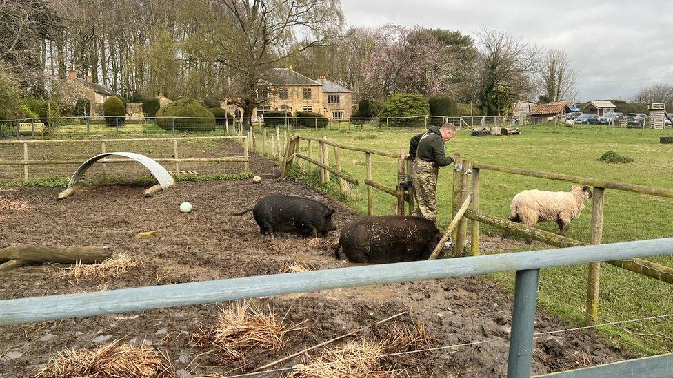 Frank Kelly with pigs and sheep