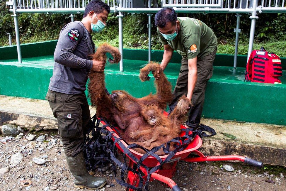 SOCP staff move the sedated mother and her baby into a holding cage as she is brought around from the tranquiliser.