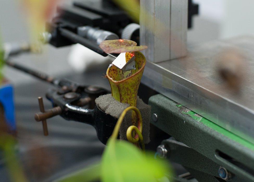 A pitcher plant in the experimental setup