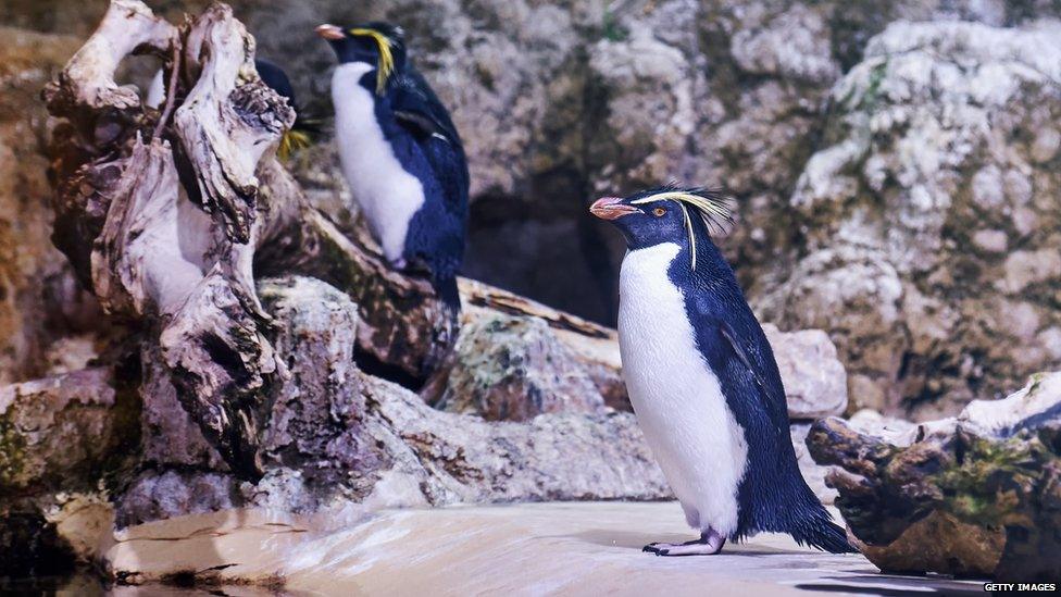 Northern rockhopper pengiuns