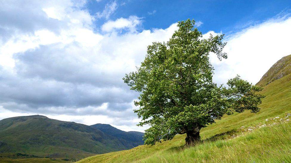 The Last Ent of Affric is Scotland's 2019 Tree of the Year