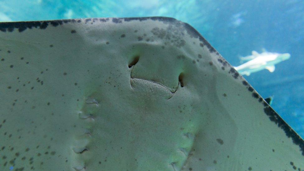 A stingray