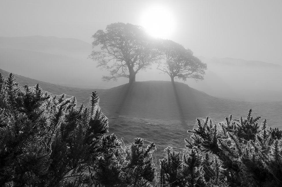 A silhouette of two trees at dawn