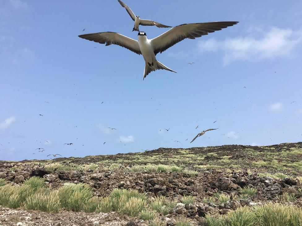 Ascension Island