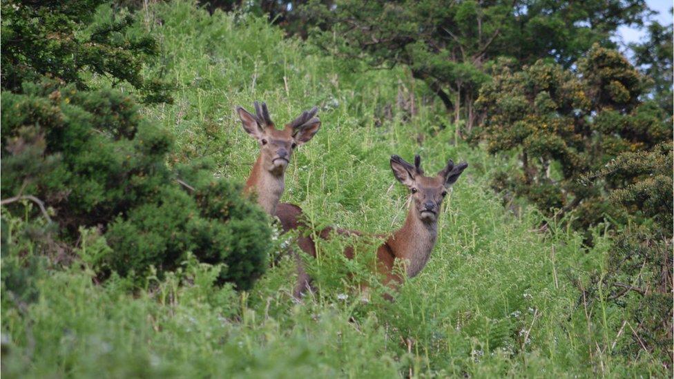 Red deer