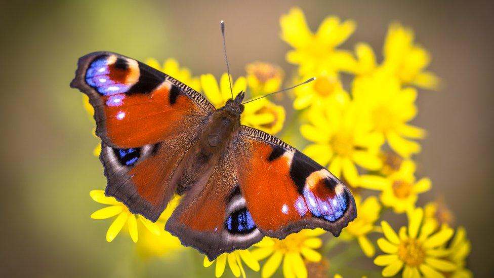 butterfly-on-flower.