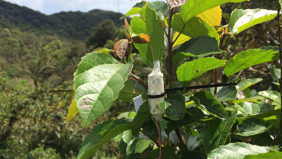 Equipment attached to a tropical leaf