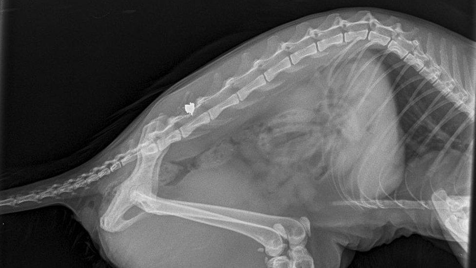 X-ray of cat