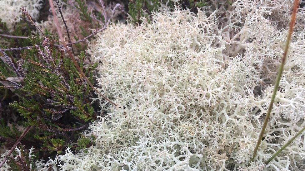 A bog lichen which is susceptible to ammonia emissions