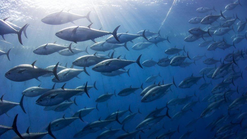 Atlantic bluefin tuna