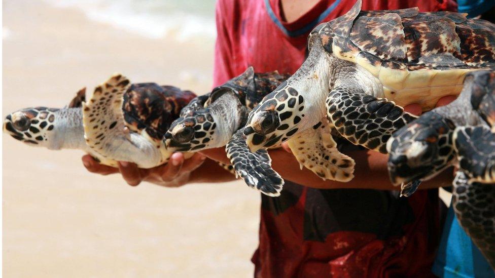 The endangered Hawksbill turtle