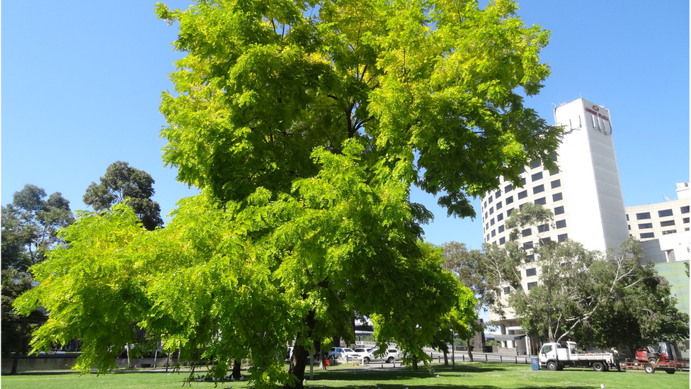 City tree, Melbourne, Australia (Image: Richard Ellis/Flickr)