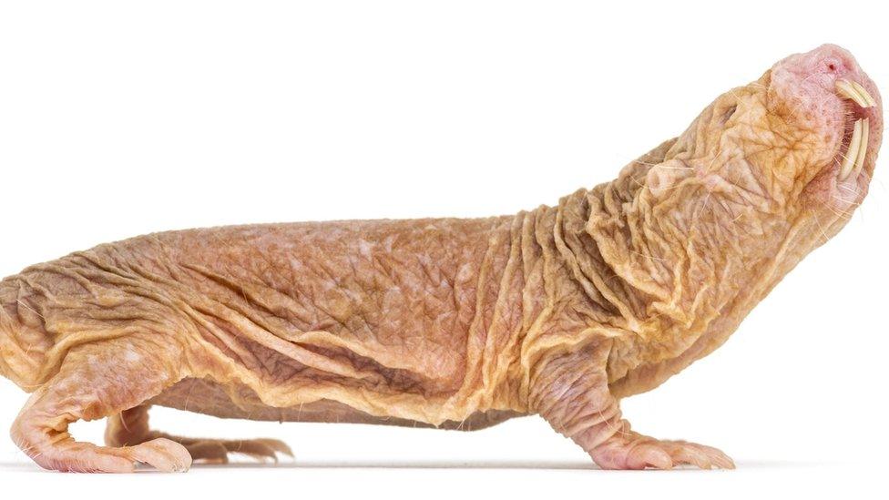 Naked mole rat