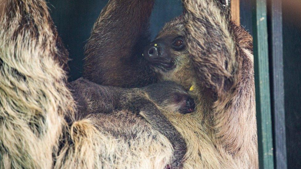 Linne's two-toed sloth