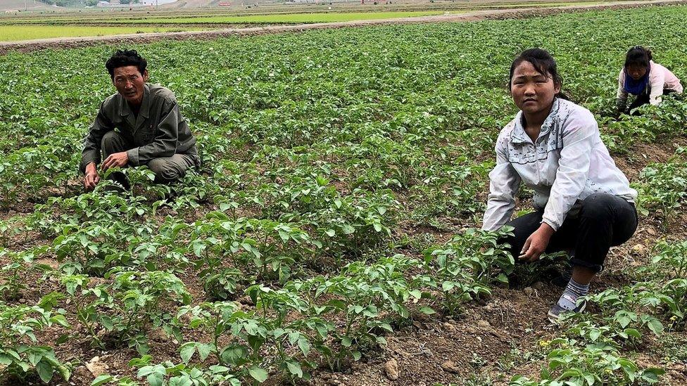 Working in rice fields of the Kochang farm outside Pyongyang