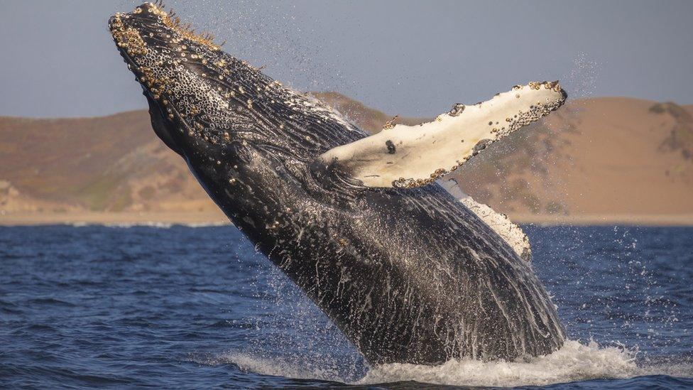 Humpback whale, jumping out of the sea