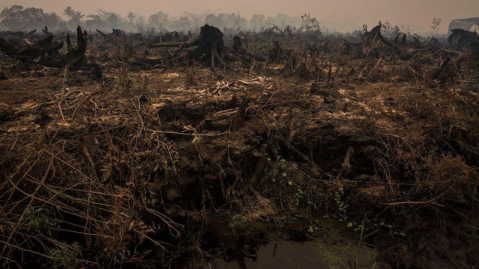 Aftermath of forest fire