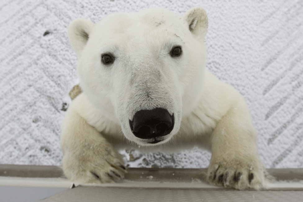 Polar bear