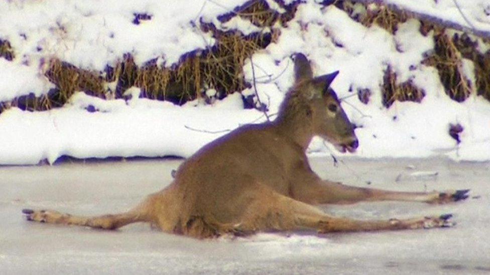 A deer trapped on the ice