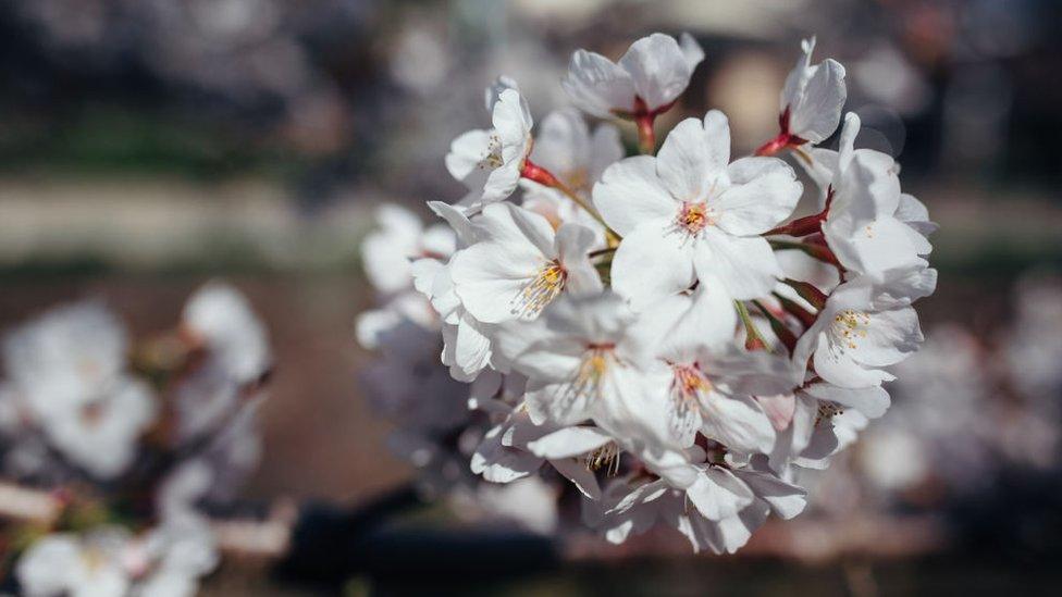 Cherry Blossom