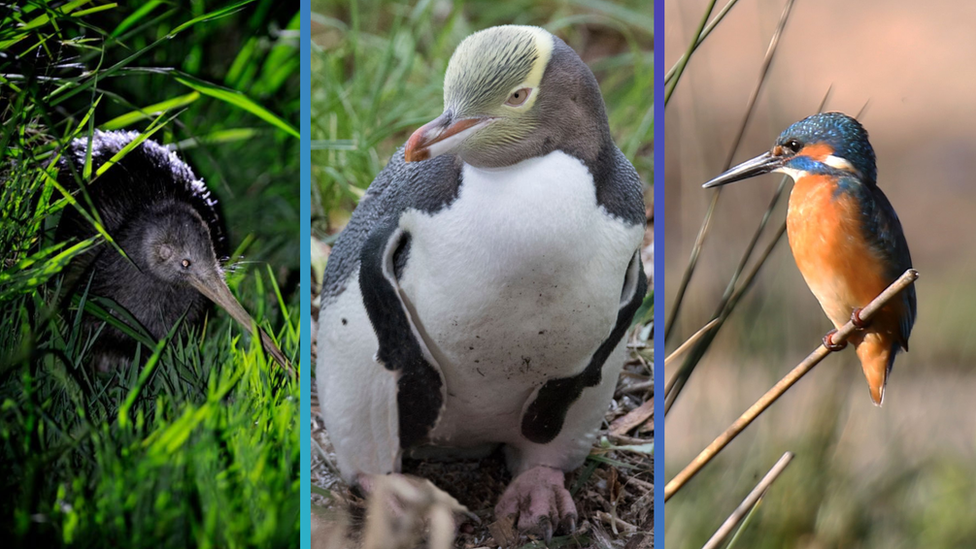 A kiwi, a yellow eyed penguin and a kingfisher