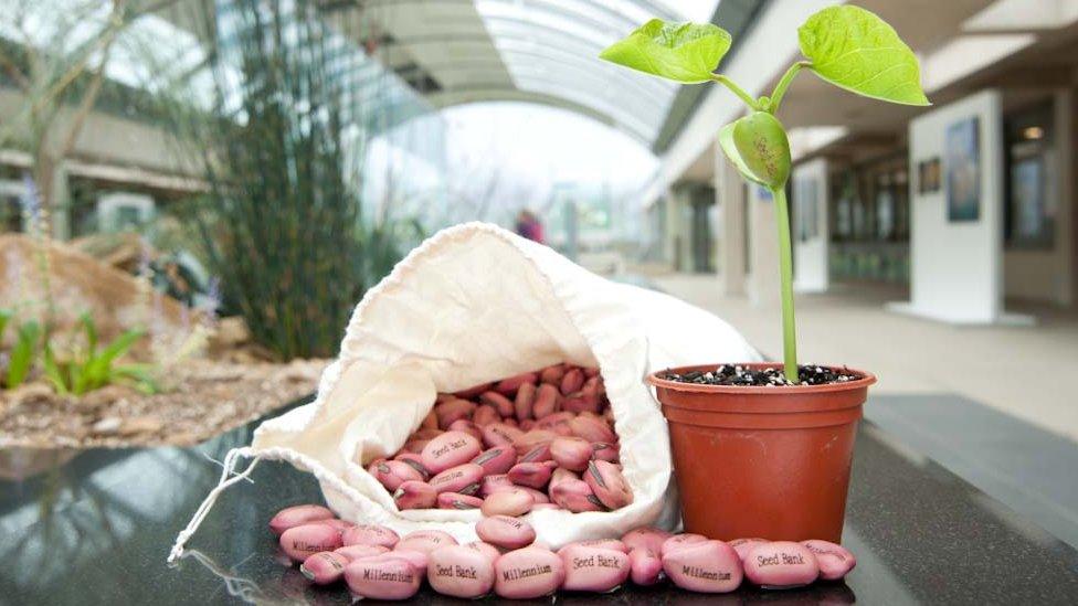 Millennium Seed Bank seeds and baby plant