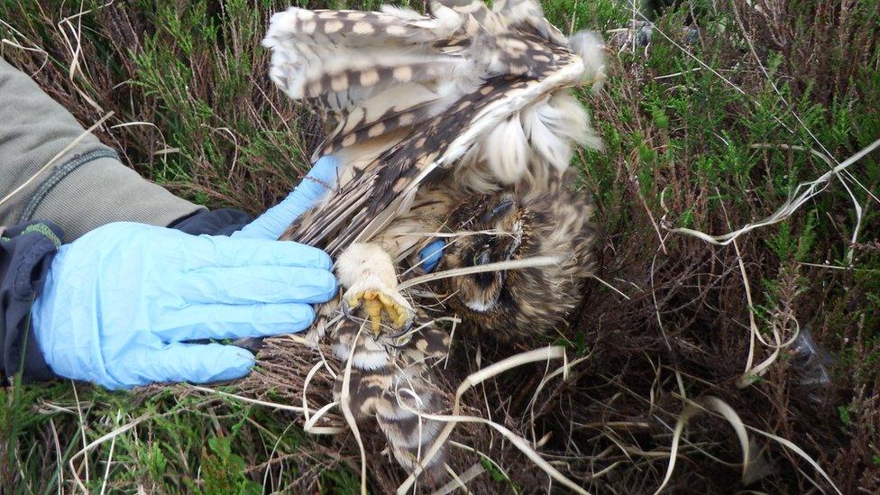 Short-eared owl found on Leadhills Estate