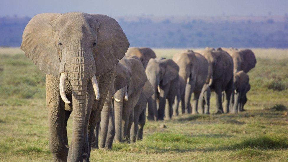 group of elephants