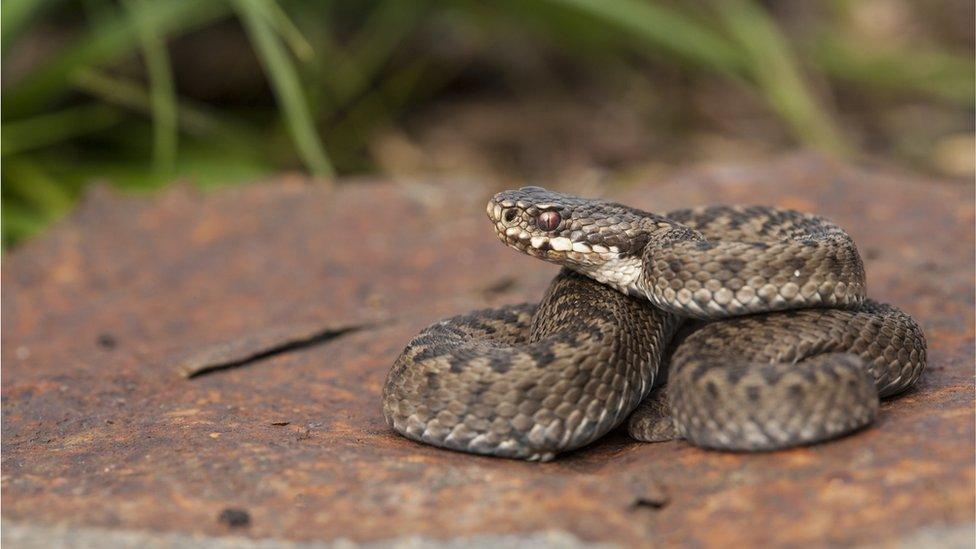 A European adder