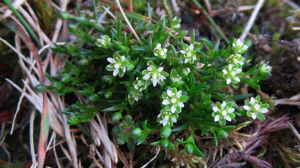 Snow pearlwort