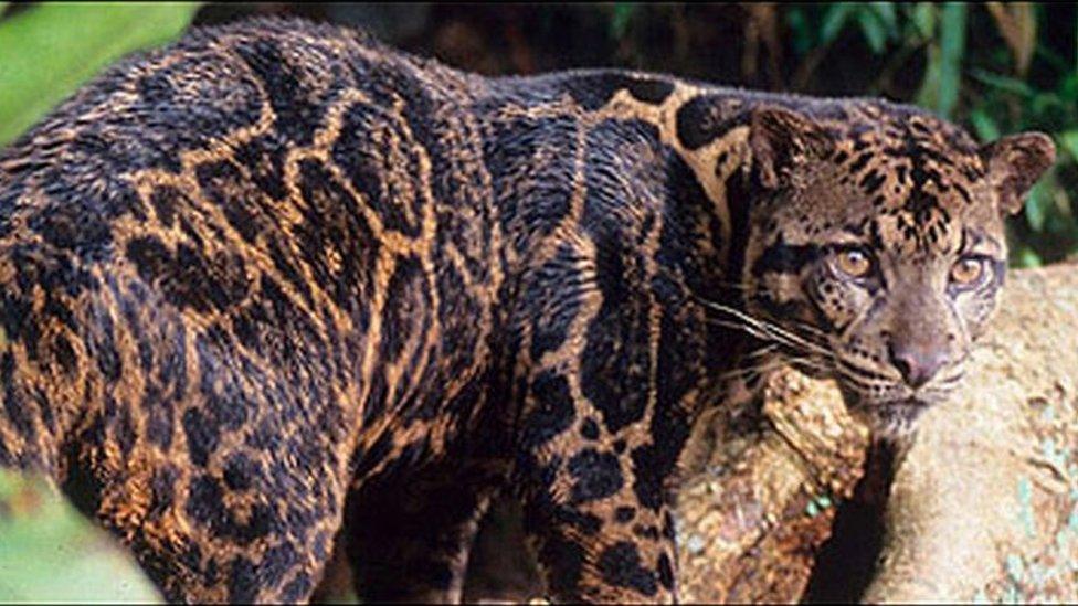 Clouded leopard