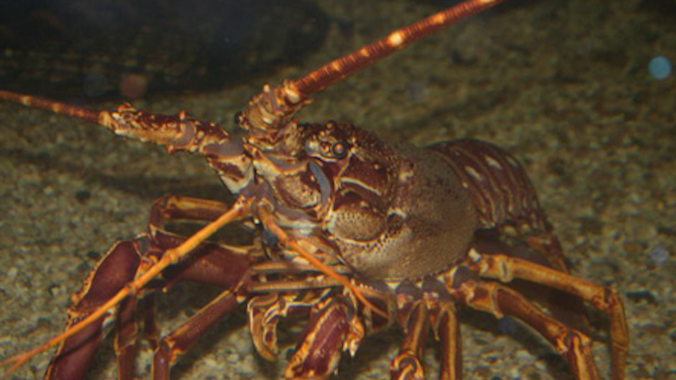 A crawfish