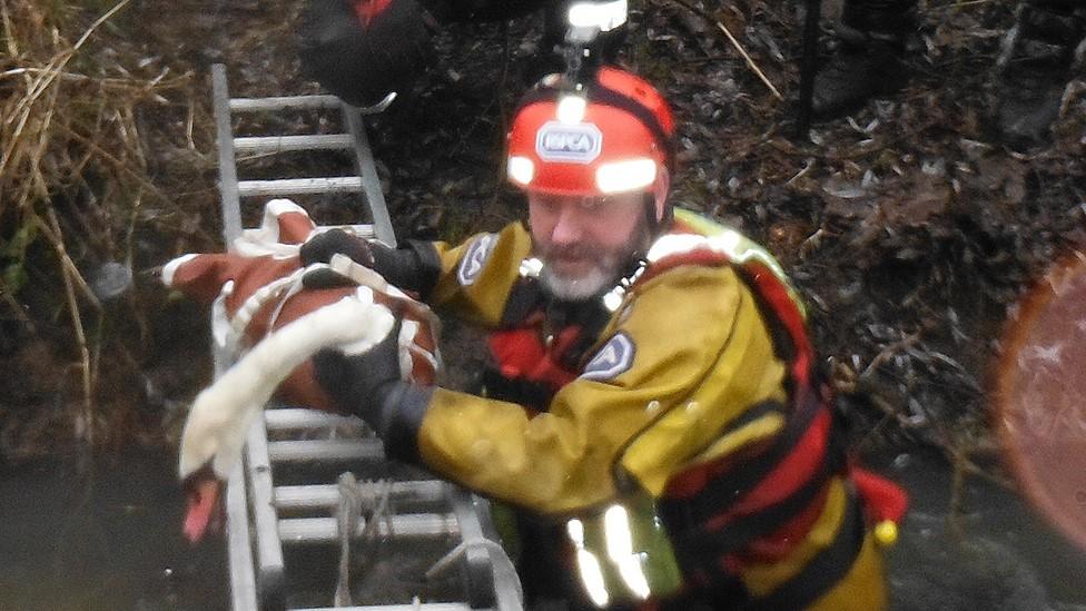 rescued swan